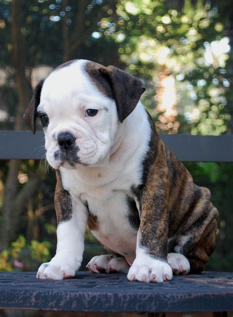 hermes olde bulldogges|olde english bulldogge life expectancy.